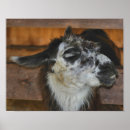Search for llama animal posters Cute