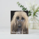 Search for afghans postcards Afghan hound dog