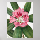 Search for rhododendron art Vintage