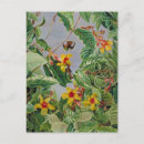 Search for vintage bird paintings postcards Nature