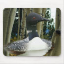 Search for loons electronics Bird