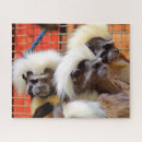 Search for monkey puzzles Cute