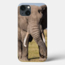 Search for elephant trunk cases Wildlife