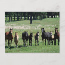Search for foals postcards Equine
