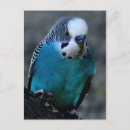 Search for blue parakeet postcards Bird