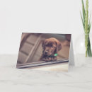 Search for chocolate labrador cards Animal