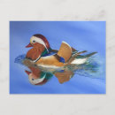 Search for swims postcards Duck