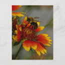 Search for foraging postcards Flower