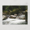 Search for cloud forest postcards Rainforest
