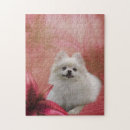 Search for pomeranian puzzles Animal