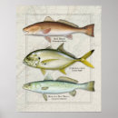 Search for drum posters Redfish