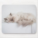 Search for longhair electronics Kitten