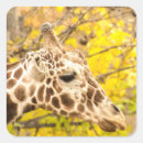 Search for somali stickers Animal