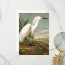 Search for audubon bird cards Wildlife