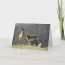 Search for hare photography Hares