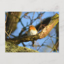 Search for european robin bird postcards Wildlife