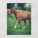 Search for scotch postcards Horse