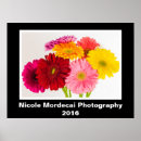 Search for gerbera daisy colours art Colourful