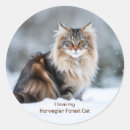 Search for norwegian stickers Norwegian forest cat