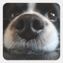 Search for black nose stickers Cute