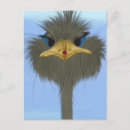 Search for funny ostrich postcards Cute