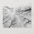 Search for leafless Europe