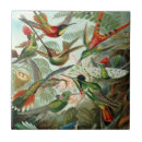 Search for hummingbird tiles Birds