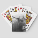 Search for cow playing cards Western