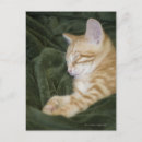 Search for 0 postcards Cute