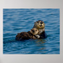 Search for sea otter posters Nature