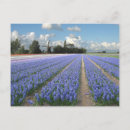 Search for blue hyacinth postcards Flower