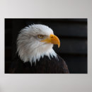Search for bald photography Feathers