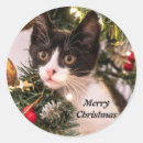 Search for naughty stickers Animal
