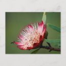 Search for capensis Animal