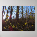 Search for native plants posters Tree
