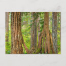 Search for red cedar postcards Tree