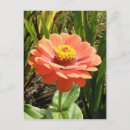 Search for zinnia flower postcards Gardens