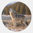 Search for grey wolf stickers Wildlife