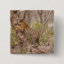 Search for bengal badges Ranthambhor np