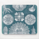 Search for jellyfish electronics Coastal
