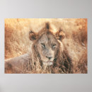 Search for lion king posters Wildlife