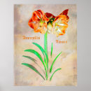 Search for amaryllis posters Green