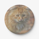 Search for cat face plates Cute