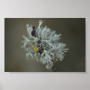 Search for lichens Grey