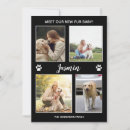 Search for fur invitations Pet photo