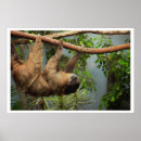 Search for sloth image posters Animals