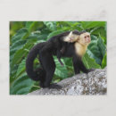 Search for capuchin postcards Costa
