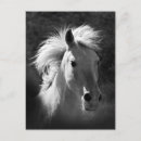 Search for v postcards Animals