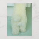 Search for miniature postcards Poodle