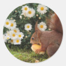Search for squirrel stickers Mushroom